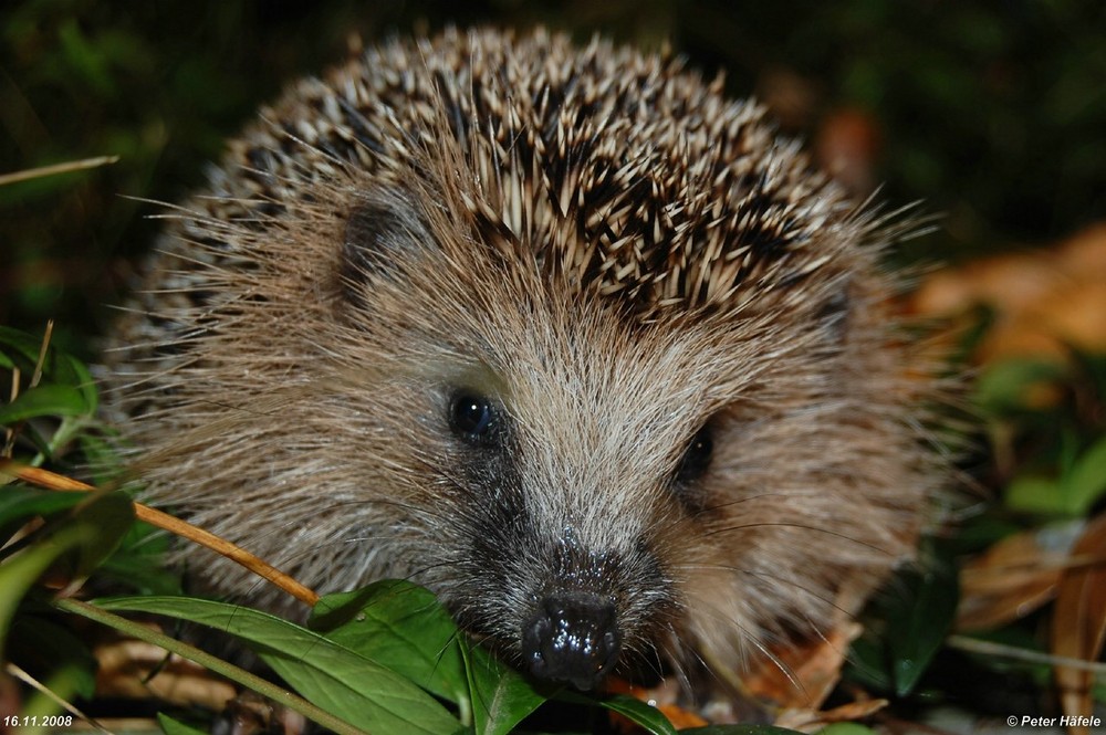 Der Igel, das Wildtier des Jahres 2009