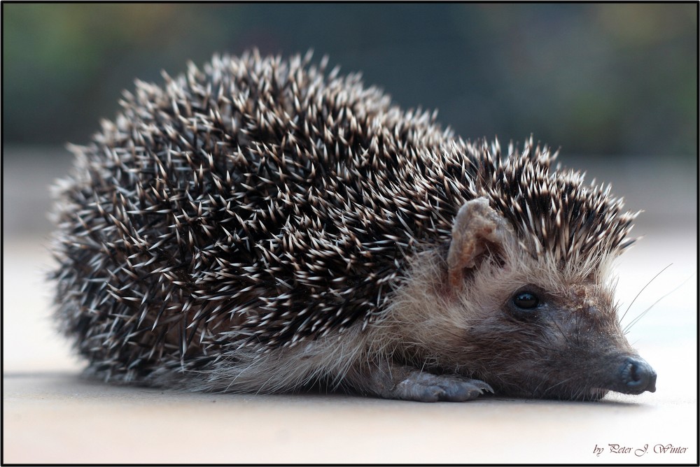 Der Igel der Costa Calma Beach