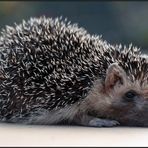 Der Igel der Costa Calma Beach