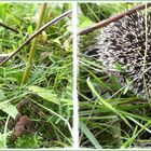 Der Igel - eine zauberhafte Begegnung