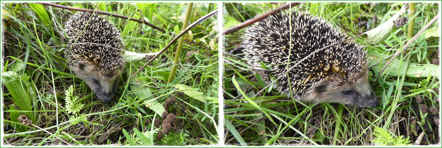 Der Igel - eine zauberhafte Begegnung