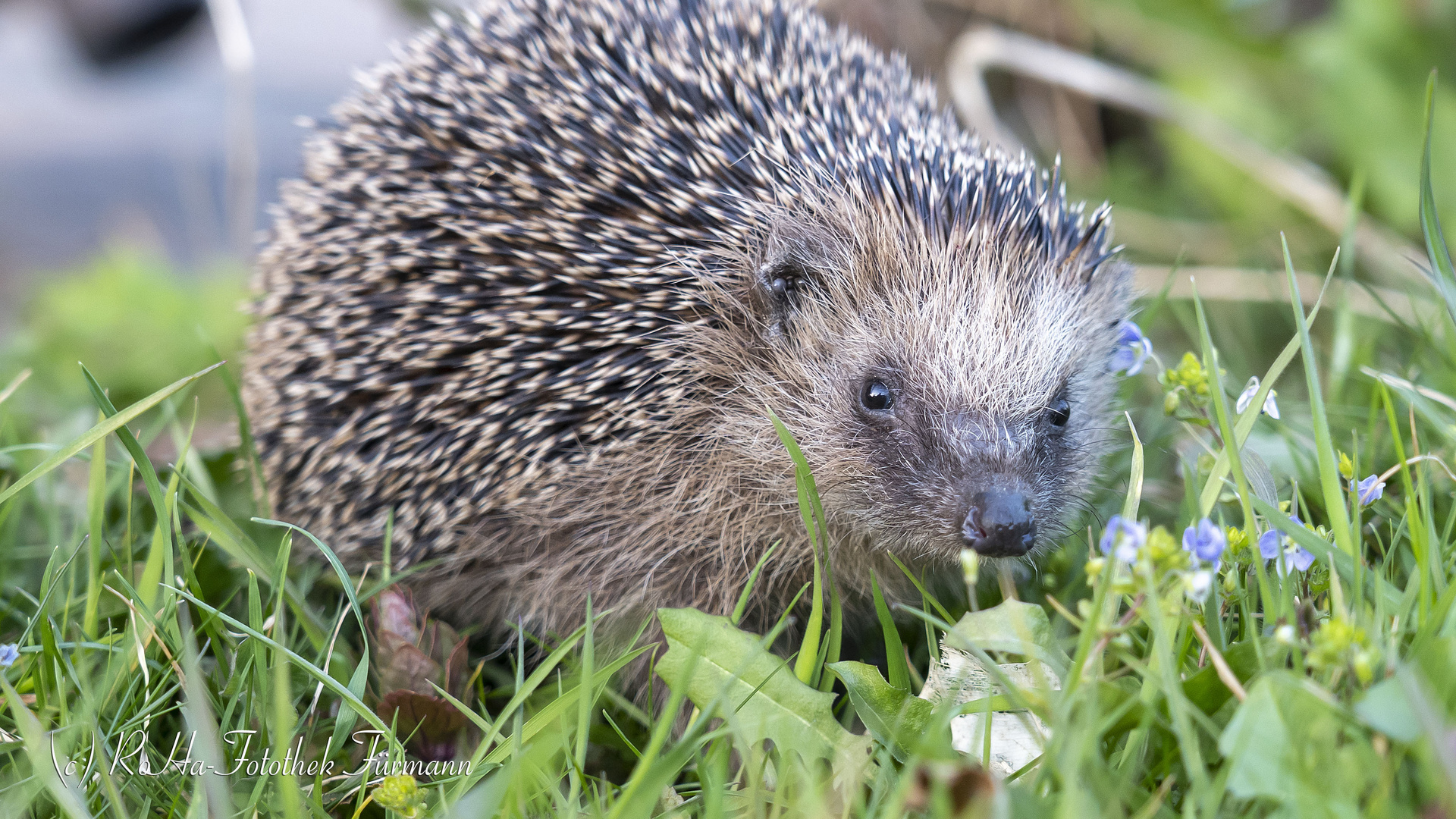 Der Igel (Erinaceidae) auf Futtersuche