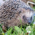 Der Igel (Erinaceidae) auf Futtersuche