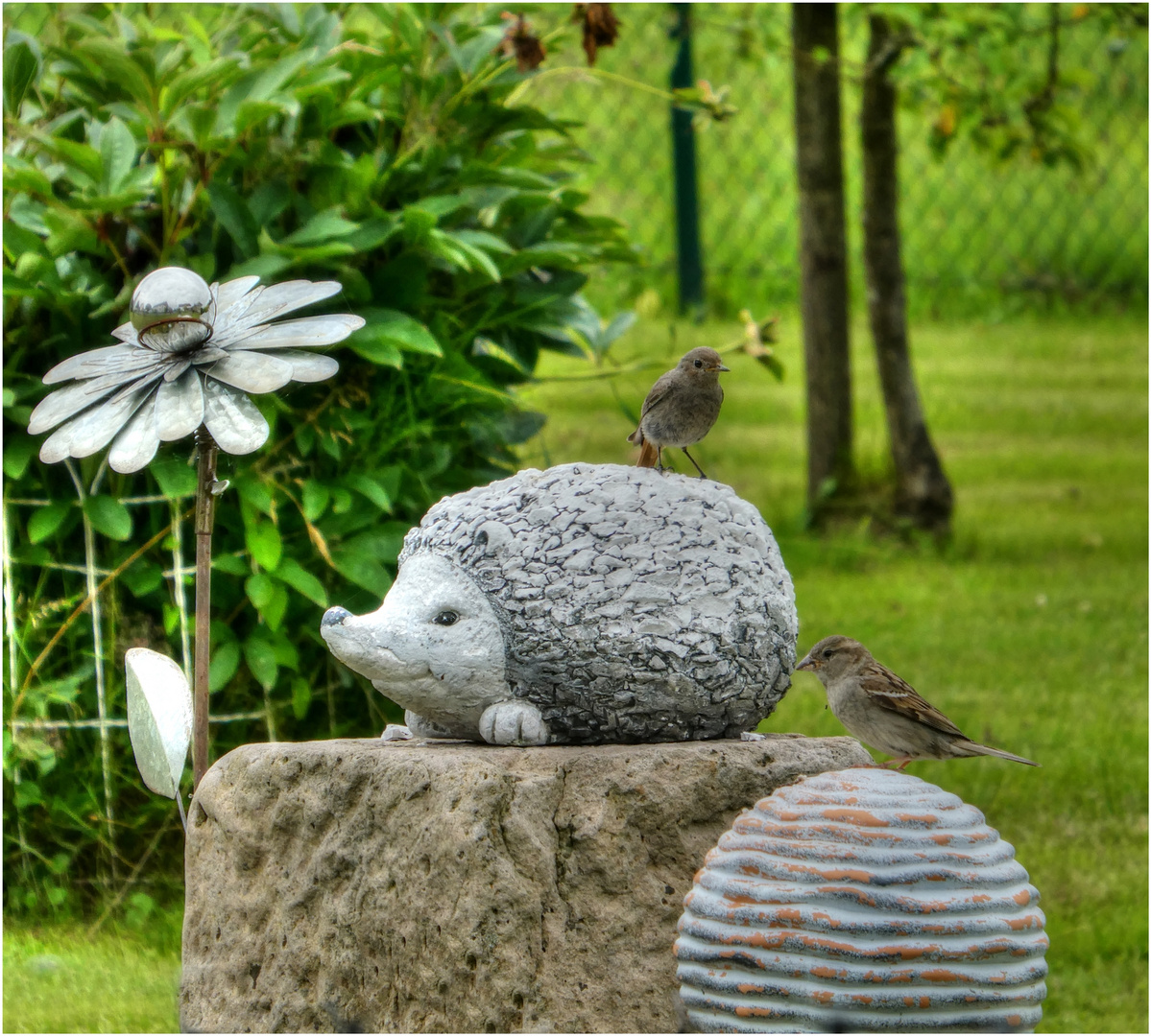 Der Igel hat Besuch ...