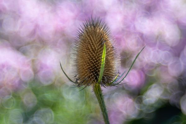 Der Igel im Blubberland