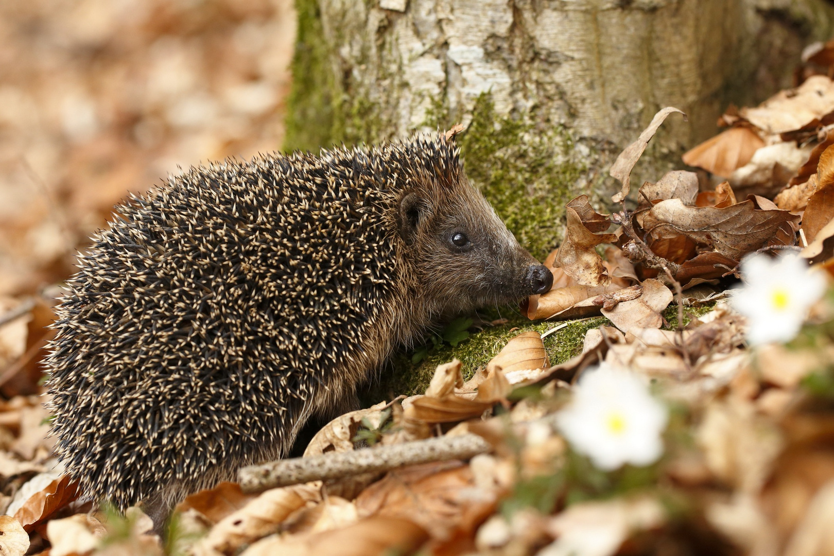 Der Igel ist das Wildtier des Jahres 2024