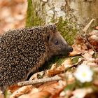 Der Igel ist das Wildtier des Jahres 2024