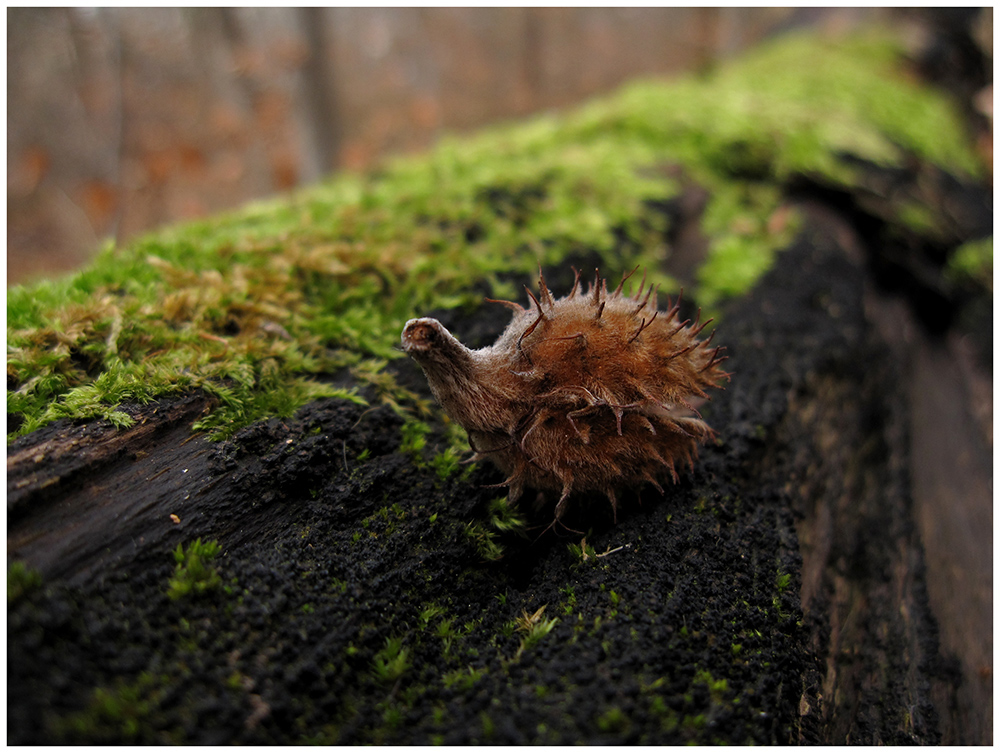 "Der Igel ist der Kaktus des Tierreichs."