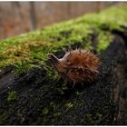 "Der Igel ist der Kaktus des Tierreichs."