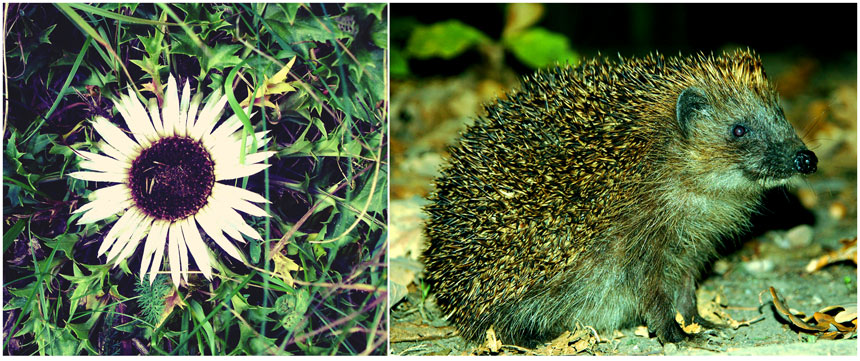 "Der Igel kommt gleich nach der Distel welche unfairerweise bewaffnet sind"