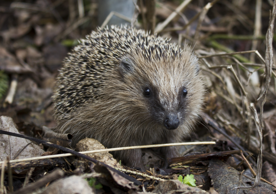 Der Igel schaut nach dem Frühling