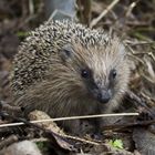 Der Igel schaut nach dem Frühling