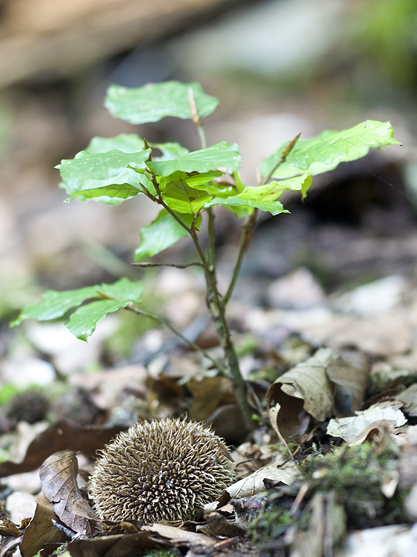 Der Igel-Stäubling