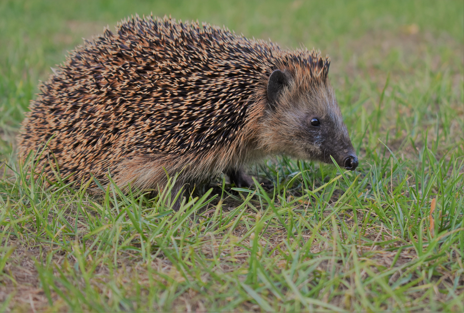 der Igel, täglicher Gast im Garten