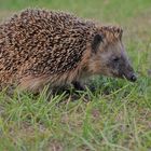 der Igel, täglicher Gast im Garten