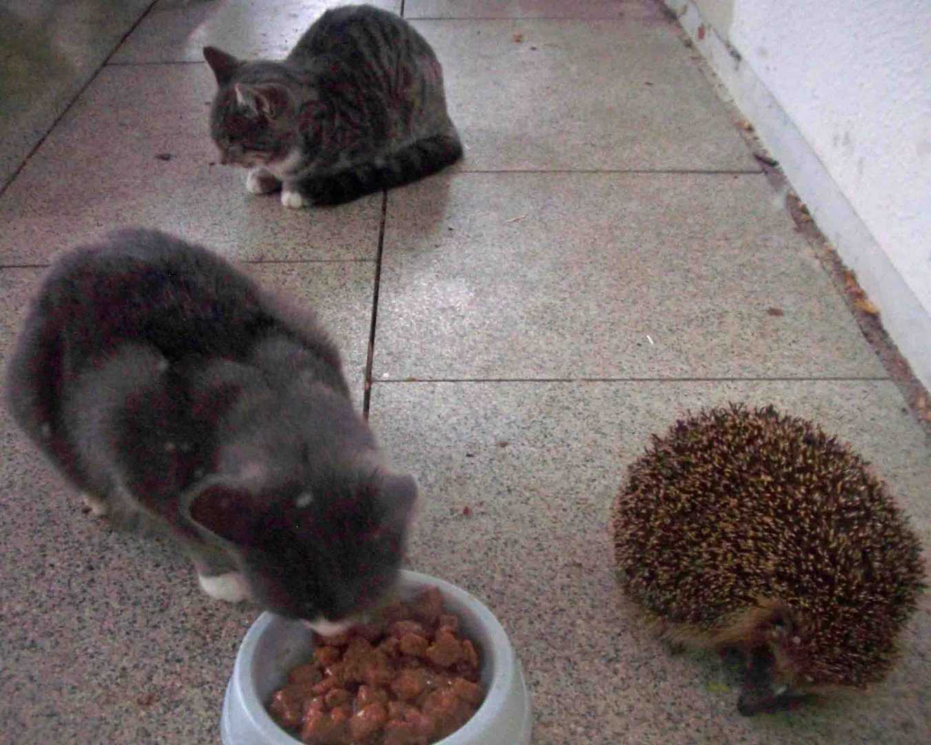 Der Igel und die kleinen Wildkätzchen