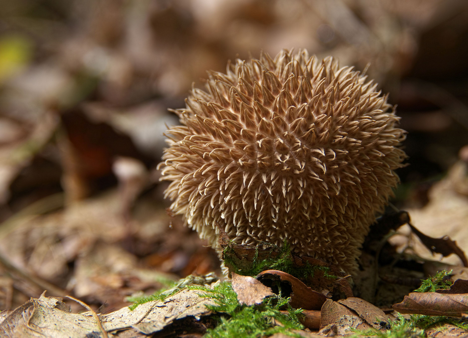 der Igel unter den Pilzen