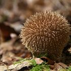 der Igel unter den Pilzen