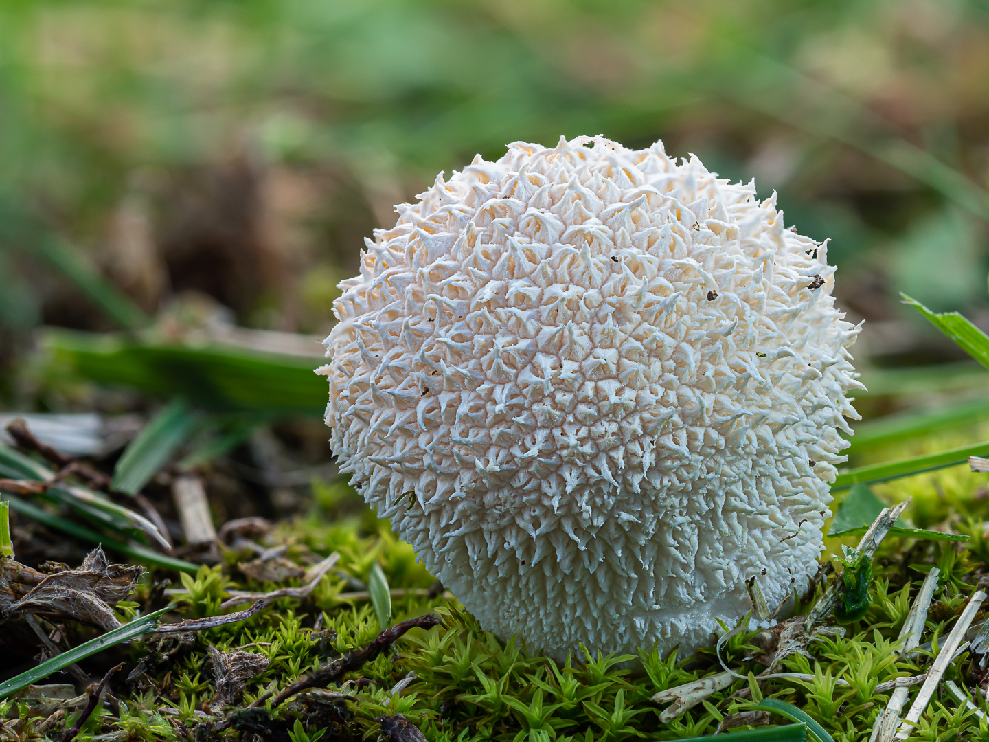 Der Igelstäubling oder Igelbovist (Lycoperdon echinatum)