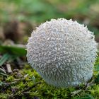 Der Igelstäubling oder Igelbovist (Lycoperdon echinatum)