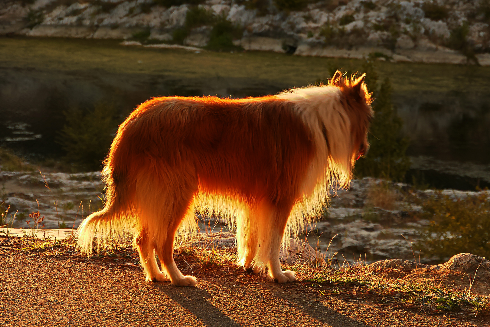 Der illuminierte Hund