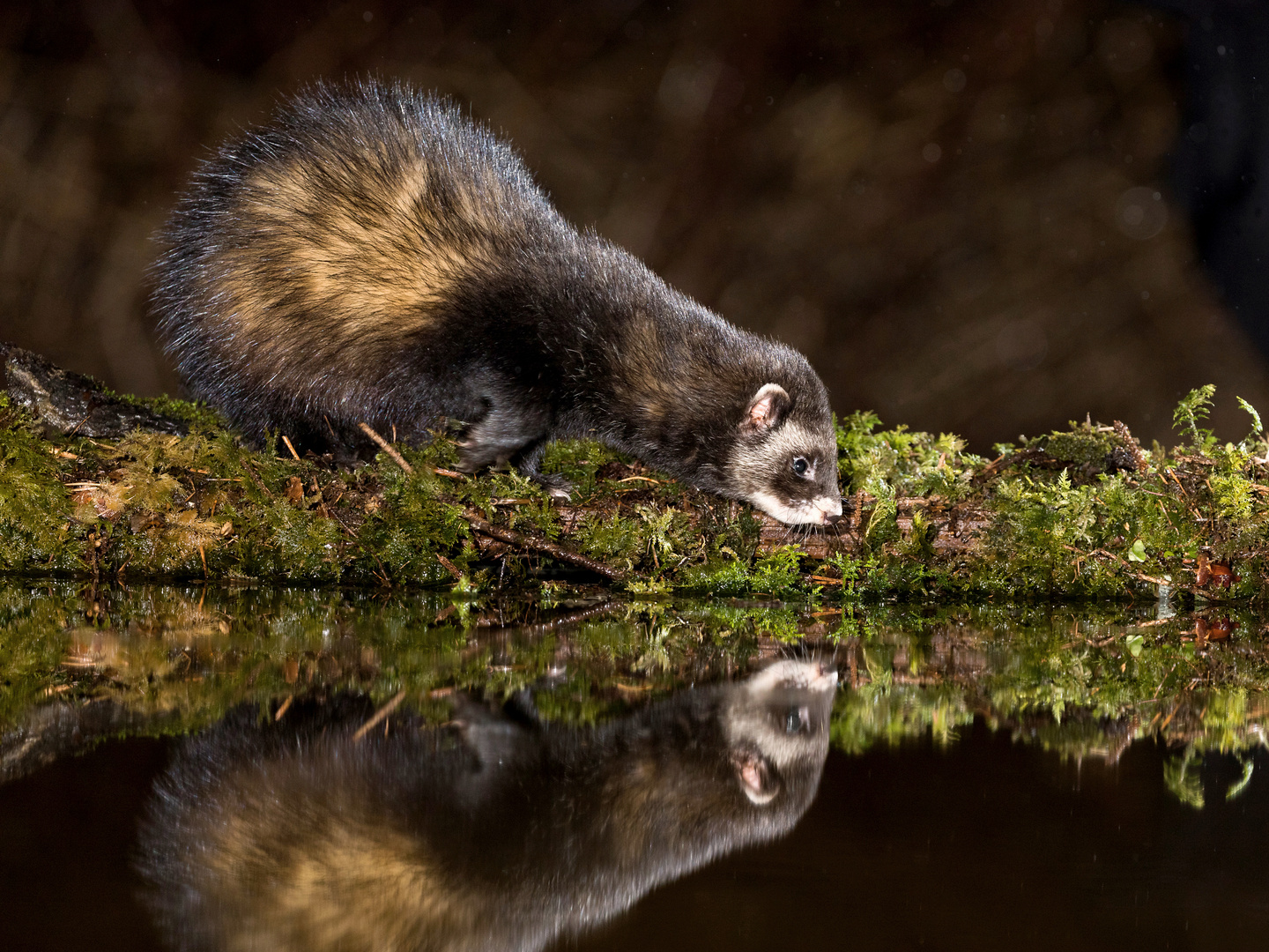 Der Iltis&hellip; Foto &amp; Bild tiere, wildlife, säugetiere