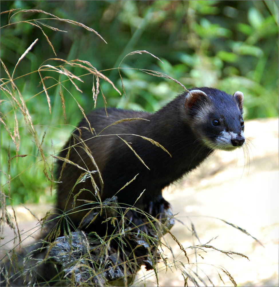 der Iltis Foto & Bild tiere, wildlife, säugetiere Bilder auf