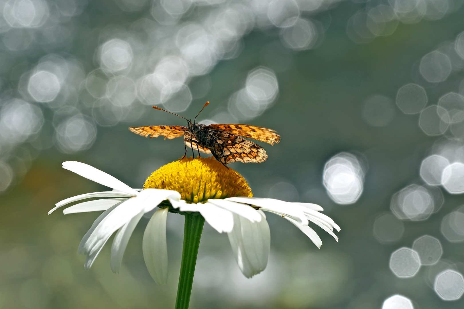 Der im Licht tanzende Schmetterling! - La danse du papillon à la lumière du soleil!