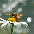 Der im Licht tanzende Schmetterling! - La danse du papillon à la lumière du soleil!