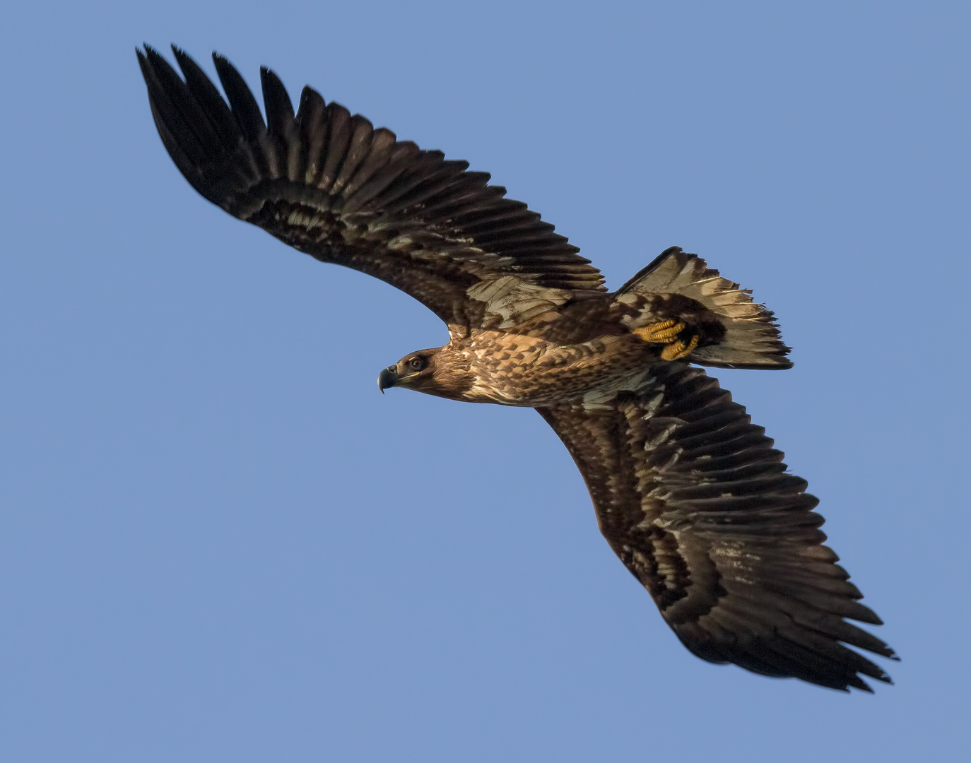 Der immature Seeadler ...