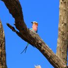 Der immer wieder anzutreffende Nationalvogel Gabelrake