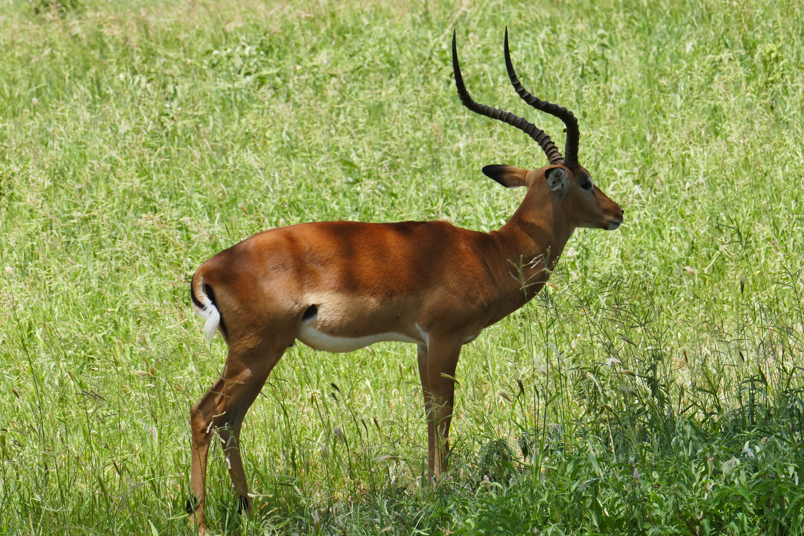 ...der Impala Bock...