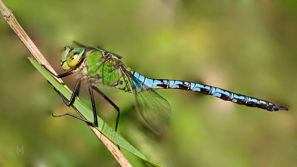Der Imperator Foto & Bild outdoor, makro, wiese Bilder auf