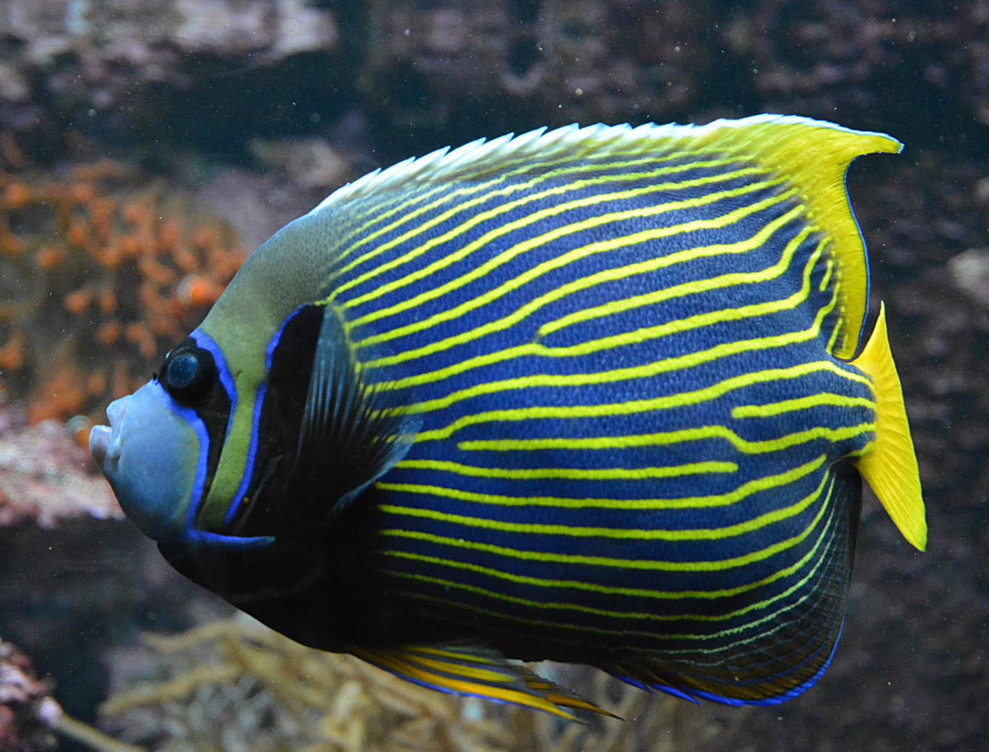 Der Imperator-Kaiserfisch (Pomacanthus imperator)