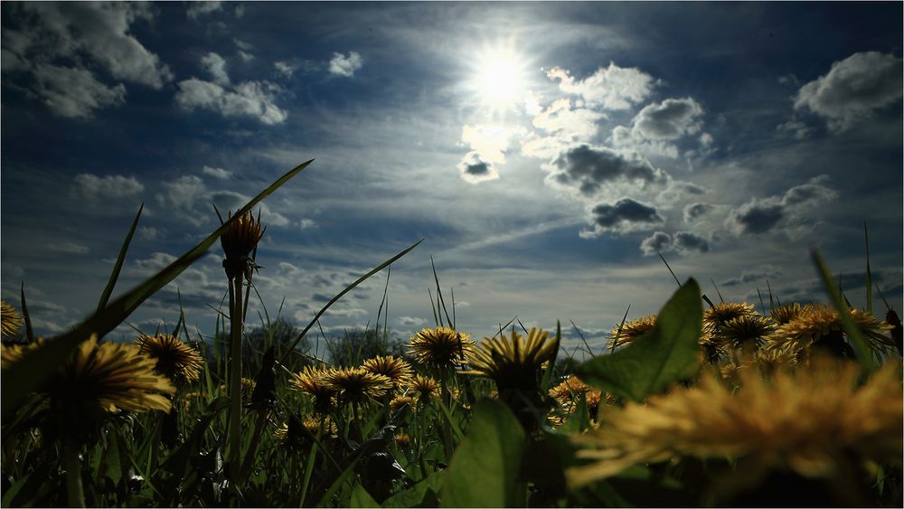 Der in der Wiese liegt