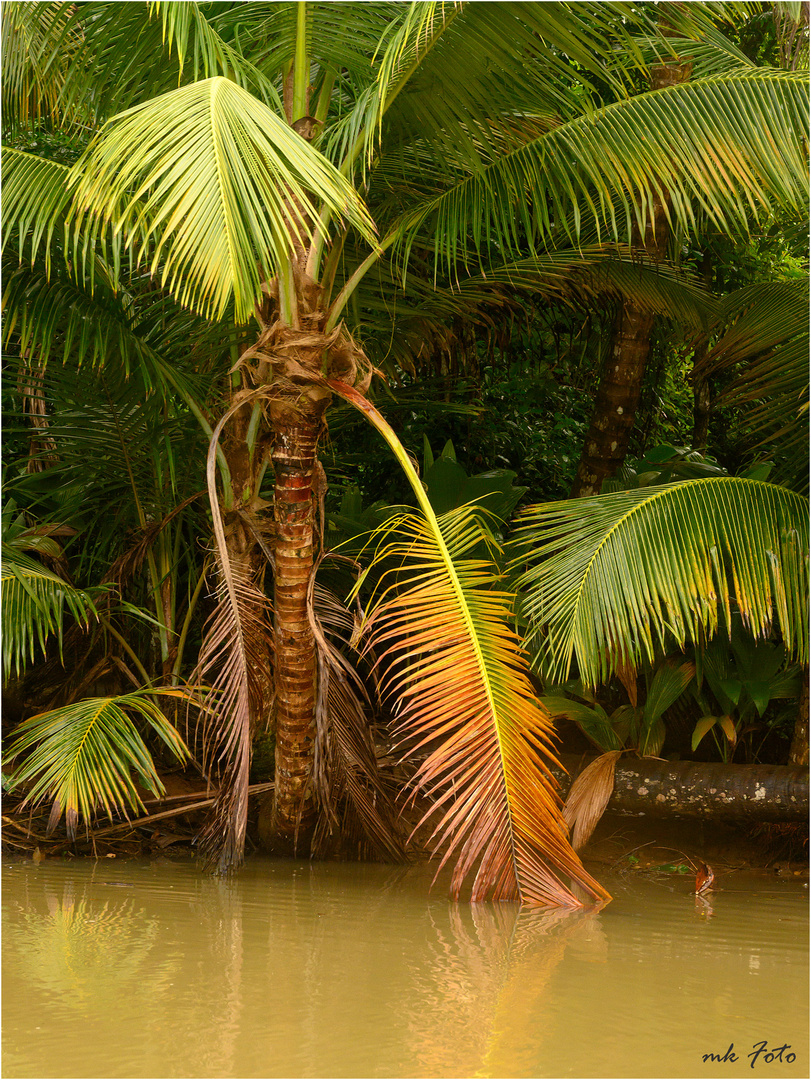 Der Indian River auf Dominica