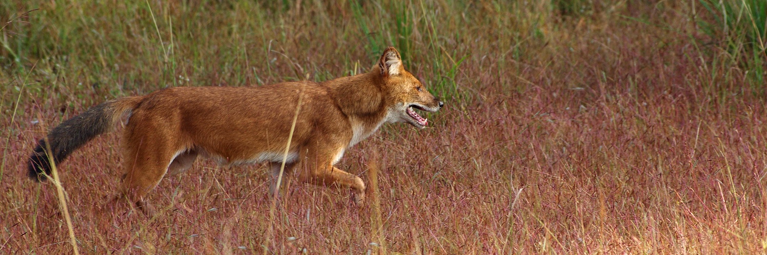 Der indische Rothund bei der Jagd