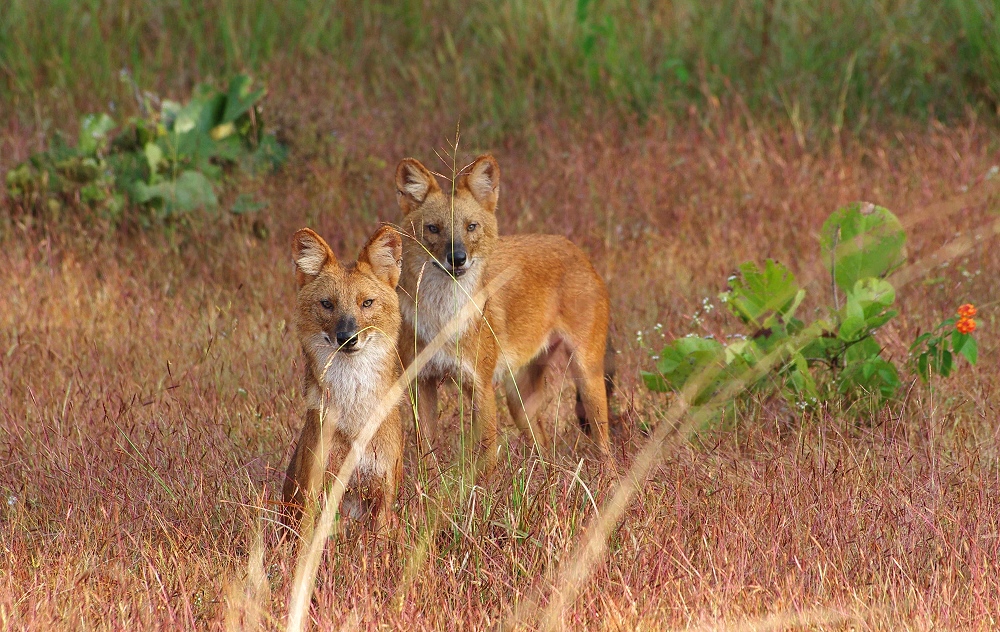 Der Indische Rothund - Kanha National Park - Indien