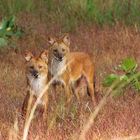 Der Indische Rothund - Kanha National Park - Indien