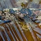 Der ins Wasser gefallene Ast ist tief gefroren! - Une branche est tombée dans l'eau et a gelée..!