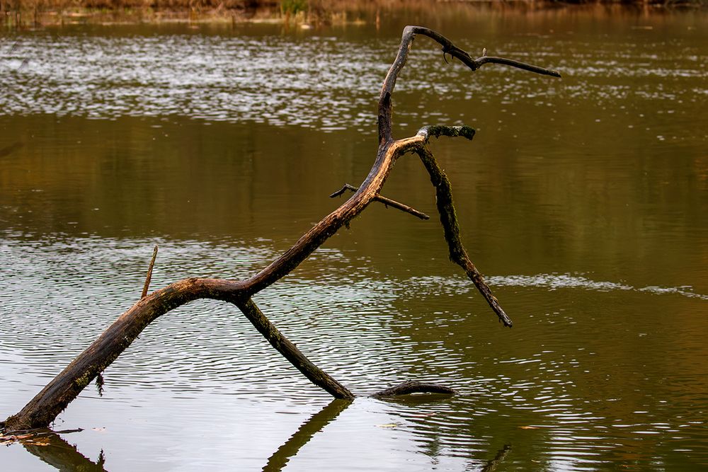 Der Ins Wasser Springende