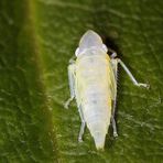 Der INSEKTEN-GEIST -  ist eine frisch gehäutete Zikade.