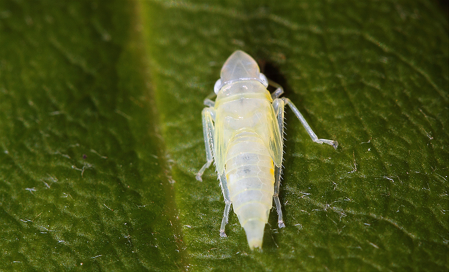 Der INSEKTEN-GEIST -  ist eine frisch gehäutete Zikade.