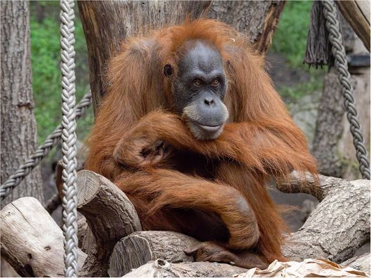 Der intensive Blick vom Orang-Utan