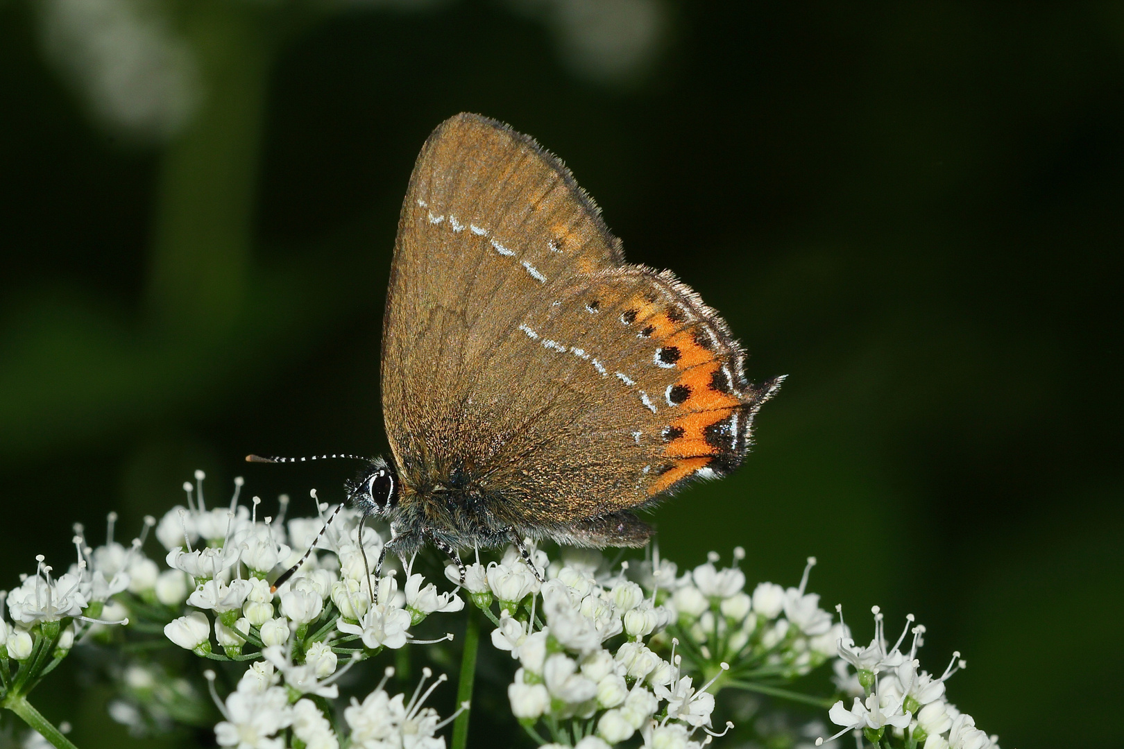 Der inzwischen selten gewordene PFLAUMEN-ZIPFELFALTER (SATYRIUM PRUNI) ...