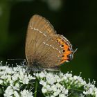 Der inzwischen selten gewordene PFLAUMEN-ZIPFELFALTER (SATYRIUM PRUNI) ...