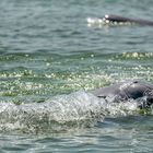 Der Irawadidelfin im Mekong bei Kratie