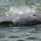 Der Irawadidelfin (Orcaella brevirostris) im Mekong bei Kratie Kambodscha