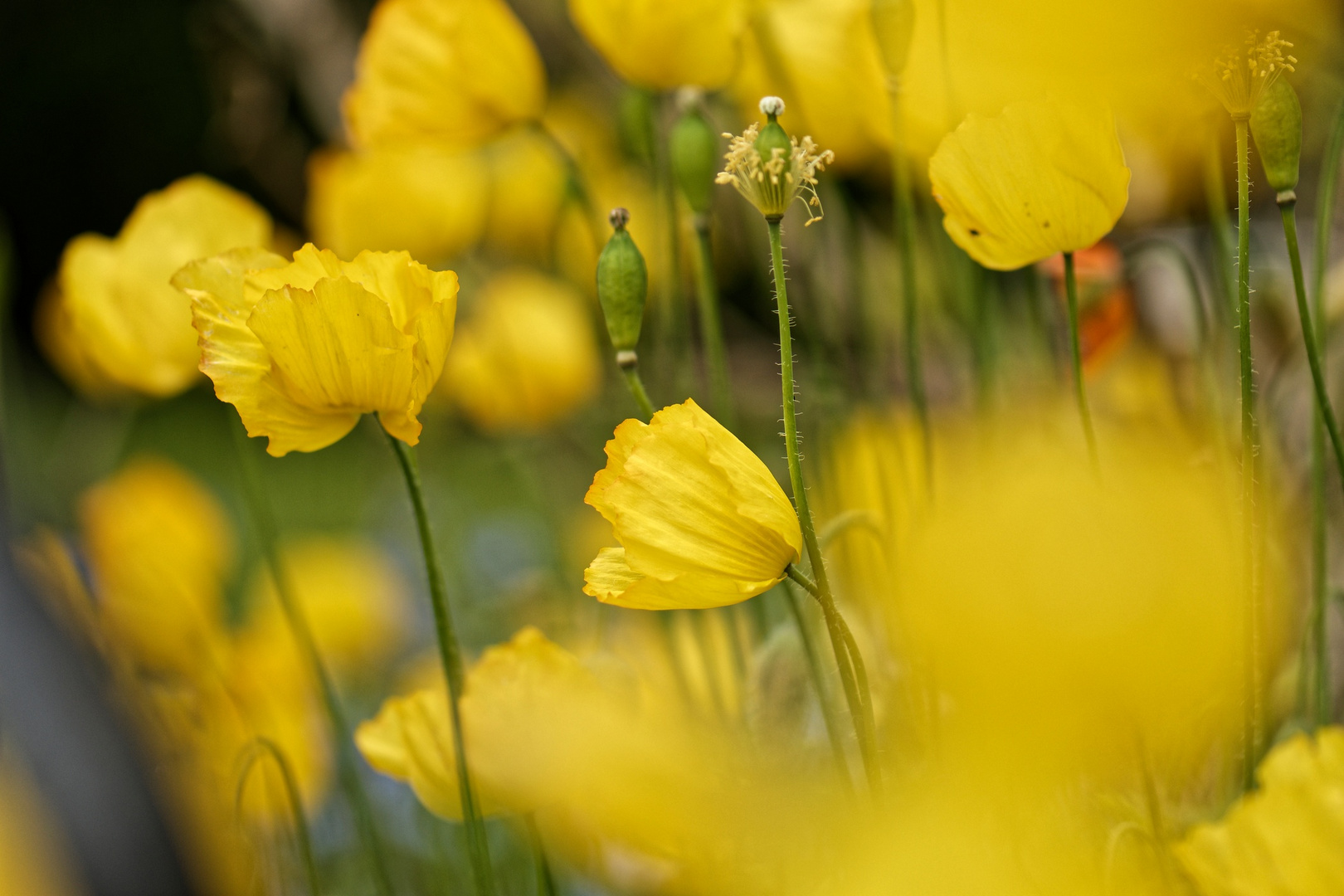 der Irische Mohn......