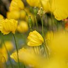 der Irische Mohn......